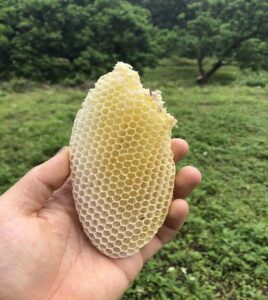 bee hive removal